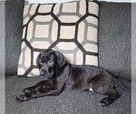 Small Photo #4 Great Dane Puppy For Sale in SMYRNA, GA, USA