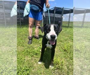 Stevens - Male Mutt Dog for Adoption - Photo #3