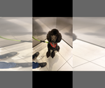 Small Photo #1 Poodle (Standard) Puppy For Sale in SAN BERNARDINO, CA, USA