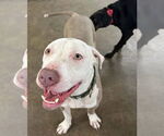 Small #23 American Pit Bull Terrier Mix