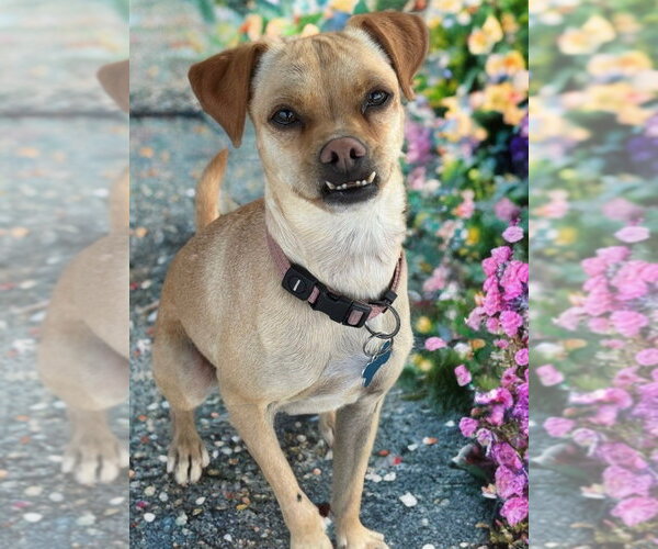 Medium Photo #2 Chihuahua-Unknown Mix Puppy For Sale in Newport Beach, CA, USA