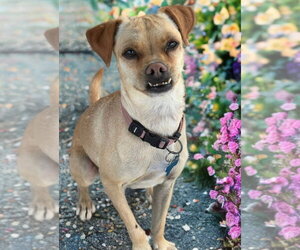 Pippa - Female Chihuahua-Unknown Mix Dog for Adoption - Photo #2
