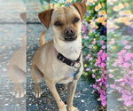 Small #1 Chihuahua Mix
