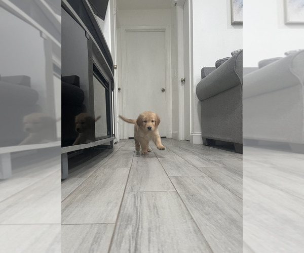 Medium Photo #4 Golden Retriever Puppy For Sale in ORLANDO, FL, USA