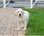Small #1 Labrador Retriever