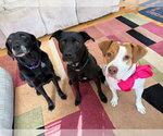 Small #13 Labrador Retriever Mix