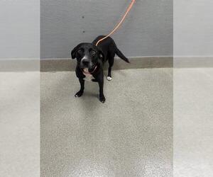 Labrador Retriever-Unknown Mix Dogs for adoption in Las Vegas, NV, USA