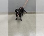 Small Labrador Retriever Mix