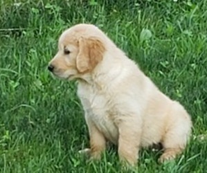 Golden Retriever Puppy for sale in WISCONSIN RAPIDS, WI, USA