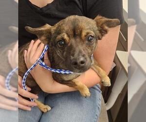 Chihuahua Dogs for adoption in San Martin, CA, USA