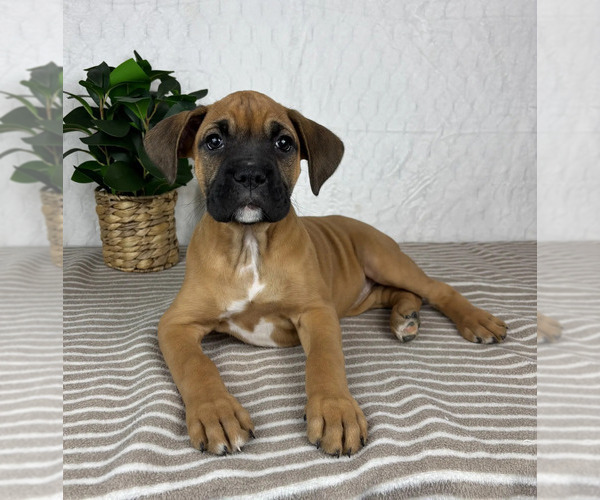 Medium Photo #5 Boxer Puppy For Sale in GREENFIELD, IN, USA