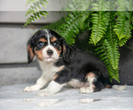 Puppy Barrett Cavalier King Charles Spaniel