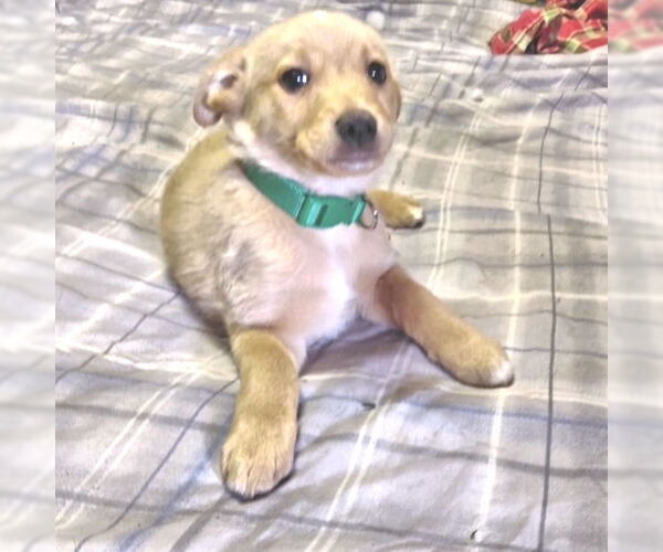 Medium Photo #1 Cheeks Puppy For Sale in Rutherfordton, NC, USA