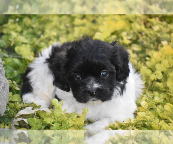 Medium Photo #1 Cavachon Puppy For Sale in ELDORADO, OH, USA