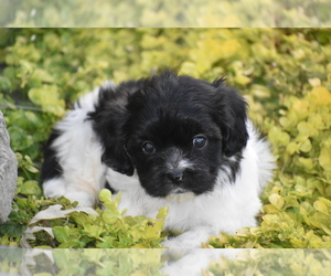 Cavachon Puppy for sale in ELDORADO, OH, USA