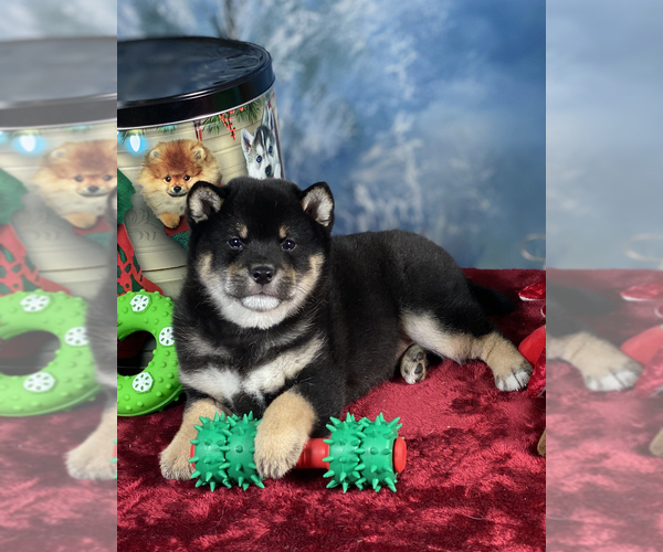 Medium Photo #3 Shiba Inu Puppy For Sale in NEWBERRY, MI, USA