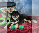 Small Photo #3 Shiba Inu Puppy For Sale in NEWBERRY, MI, USA