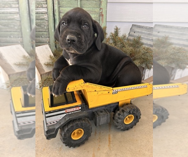 Medium Photo #1 Great Dane Puppy For Sale in MIDDLEBURY, IN, USA