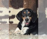 Small #5 Black and Tan Coonhound Mix