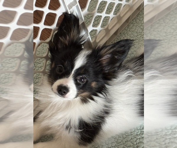 Medium Photo #1 Papillon Puppy For Sale in BROOKLYN, NY, USA