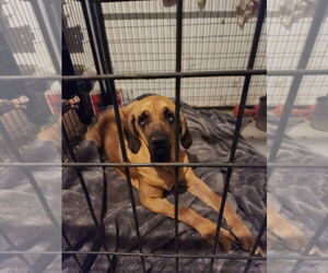 Taarna - Female Brazilian Mastiff Dog for Adoption - Photo #6