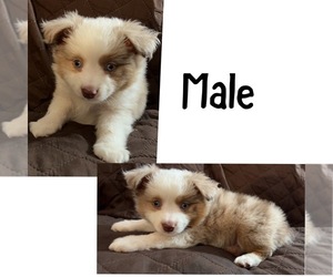 Miniature Australian Shepherd Puppy for sale in NEW WASHINGTN, IN, USA