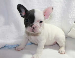 French Bulldog Puppy for sale in LIBERTY, MO, USA