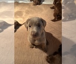 Small Photo #16 Labrador Retriever Puppy For Sale in SHELBY, NC, USA