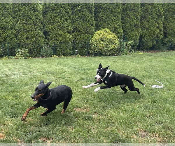 Medium Photo #2 German Shepherd Dog-Unknown Mix Puppy For Sale in Rochester, NY, USA
