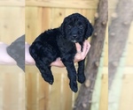 Small Photo #1 Goldendoodle Puppy For Sale in PINEHURST, NC, USA