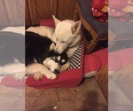 Small Photo #1 Siberian Husky Puppy For Sale in RINCON, AZ, USA