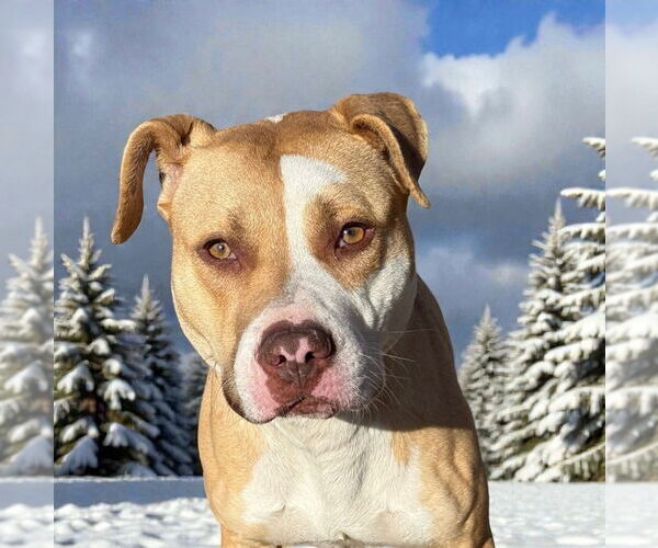 Medium Photo #2 Mutt Puppy For Sale in Glen Allen, VA, USA