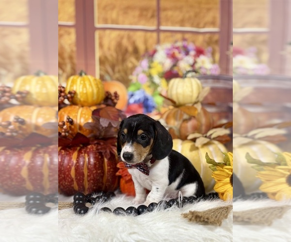 Medium Photo #13 Dachshund Puppy For Sale in RIPLEY, MS, USA