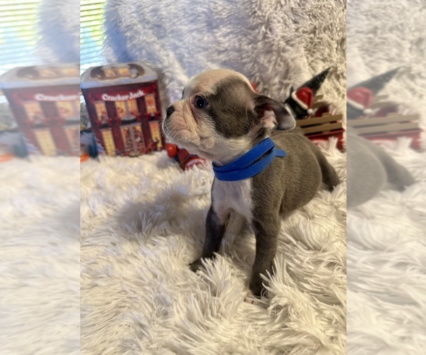 Medium Photo #5 Boston Terrier Puppy For Sale in BOWLING GREEN, KY, USA
