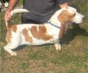 Father of the Basset Hound puppies born on 11/29/2023