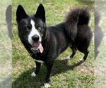Small #4 Huskies  Mix