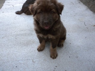 Chinese Shar-Pei-Rottweiler Mix Puppy for sale in PALM SPRINGS, CA, USA