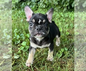 French Bulldog Puppy for sale in FRANKLIN, IN, USA