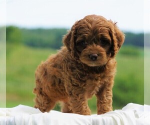 Cocker Spaniel-Poodle (Miniature) Mix Puppy for sale in FREDERICKSBG, OH, USA