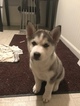 Small Photo #7 Siberian Husky Puppy For Sale in CLEVELAND, OH, USA