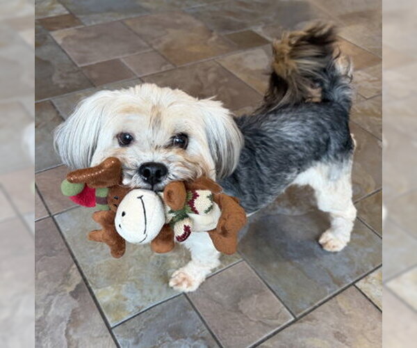 Medium Photo #3 Mutt Puppy For Sale in Arlington, VA, USA