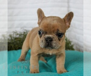 French Bulldog Puppy for sale in LITITZ, PA, USA