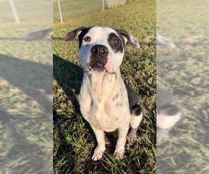 Mutt Dogs for adoption in Rosenberg, TX, USA