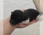 Small #2 Akita