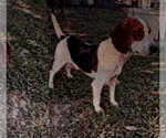 Small #3 Beagle