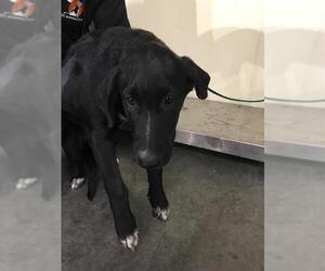 Lab-Pointer Dogs for adoption in Orange, CA, USA