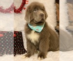 Small Photo #4 Newfoundland Puppy For Sale in DALE, IN, USA