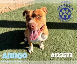 Mutt Dogs for adoption in HESPERIA, CA, USA