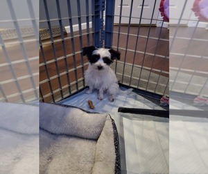 Morkie Puppy for sale in UTICA, NY, USA