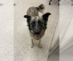 Siberian Husky-Unknown Mix Dogs for adoption in Fort Collins, CO, USA
